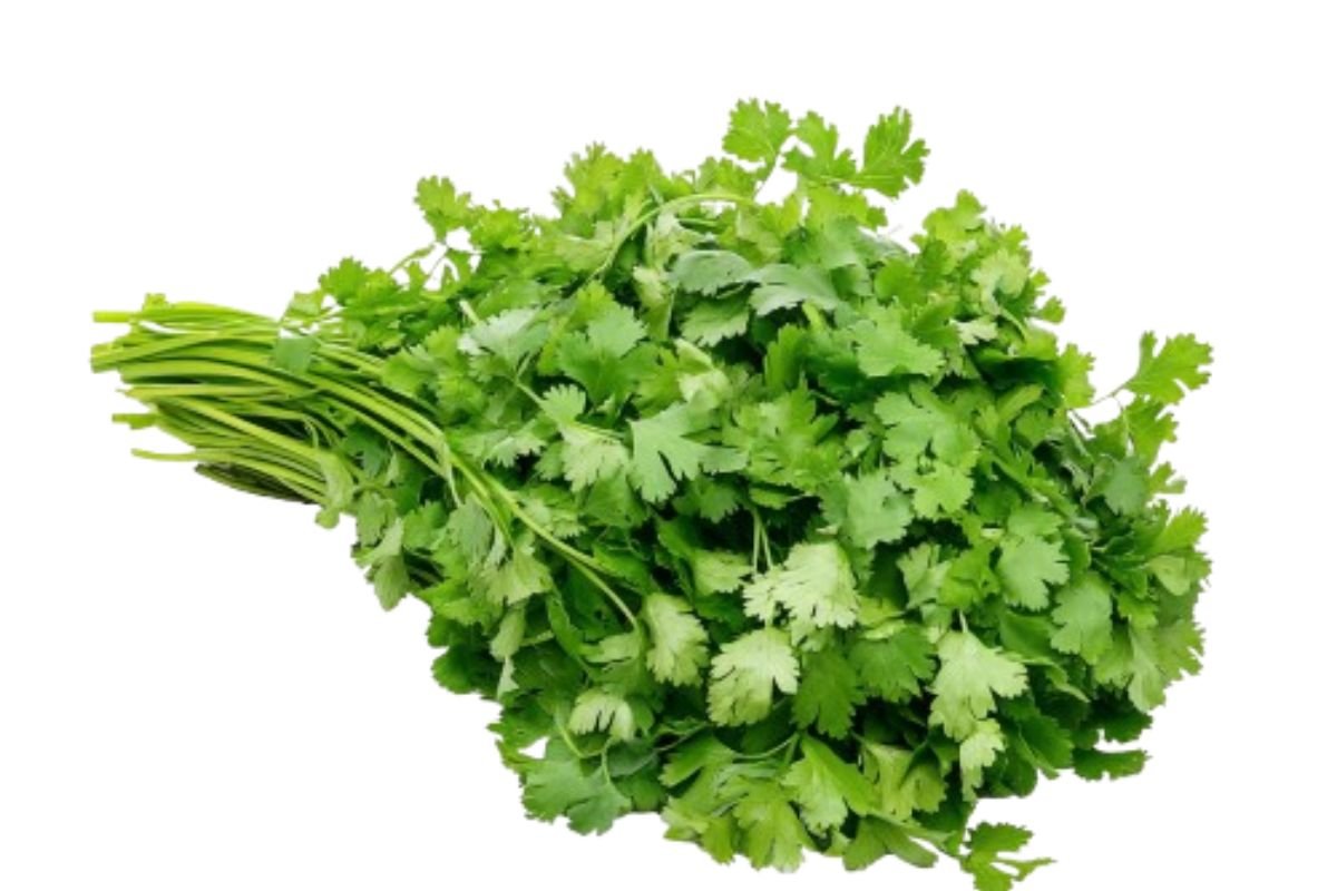 Coriander